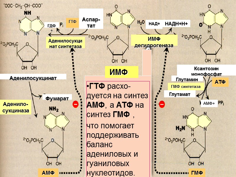 ИМФ дегидрогеназа Ксантозин монофосфат Глутамин Глутамат ГМФ синтетаза АТФ АМФ+ Аденилосукцинат Фумарат Аденило-сукциназа АМФ